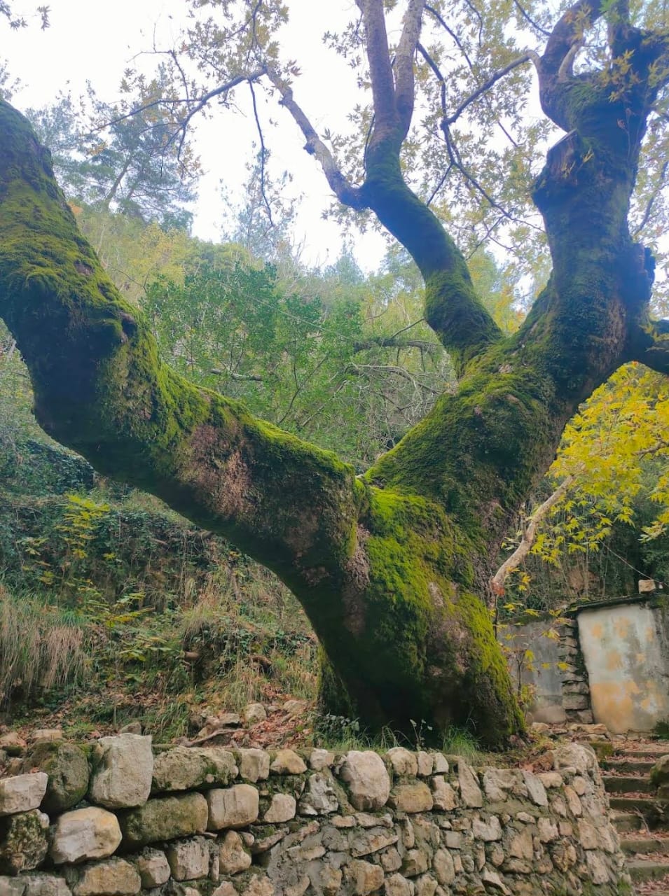 وادي بكراما و مطعم جنة الوادي — 4